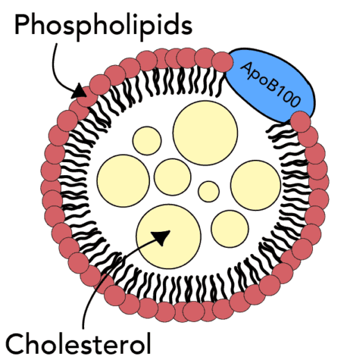 partícula de lipoproteína